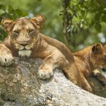 Ouganda est le parc national Queen Elizabeth