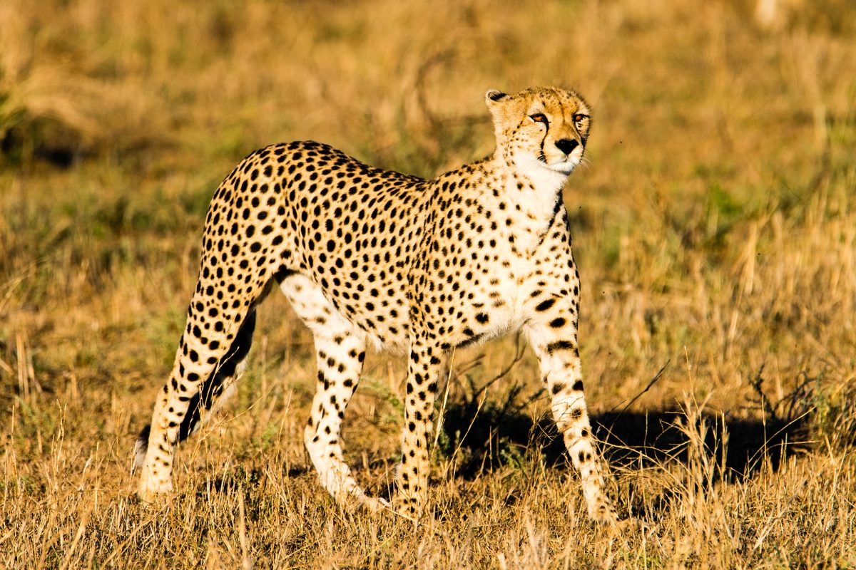 4 Days Tarangire And Serengeti Safari