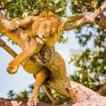 Big Five in Uganda