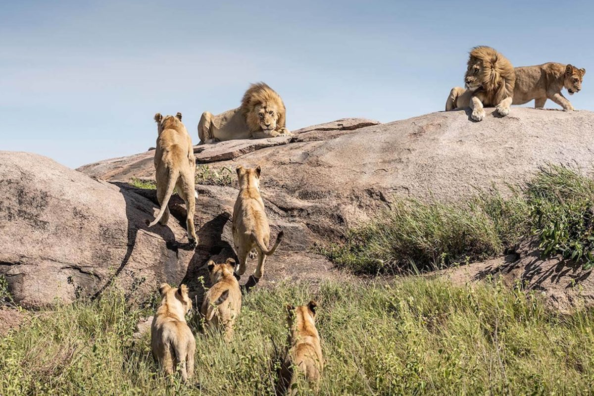 10 Days Tanzania Safari
