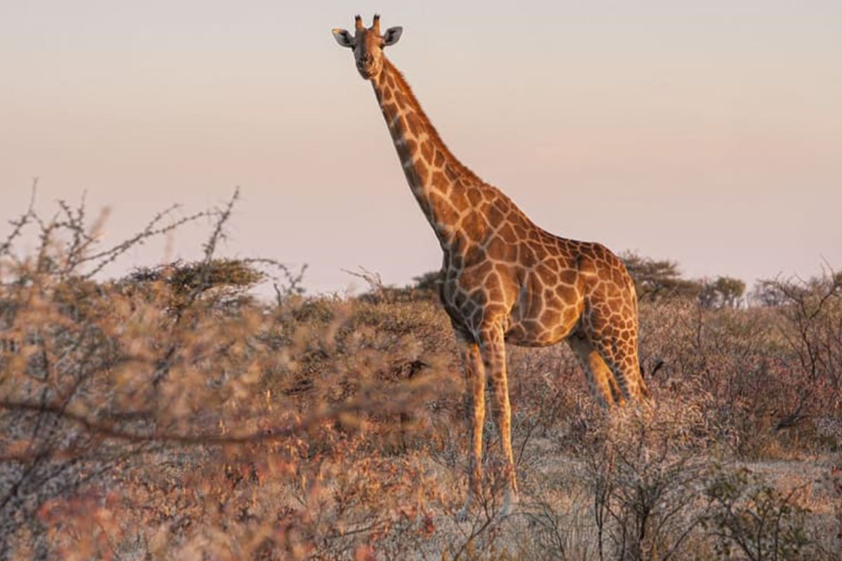 Serengeti Migration Safari