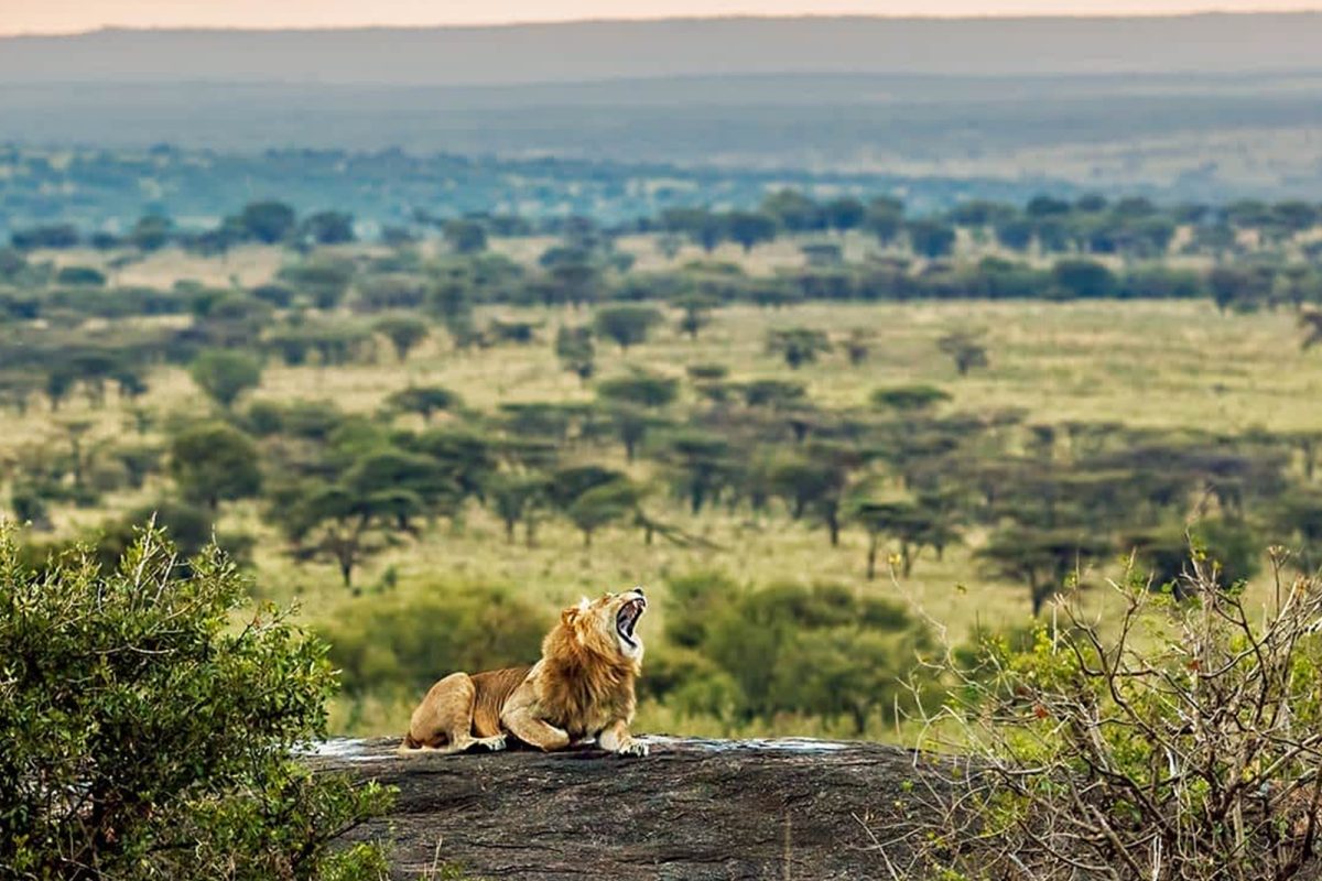 Serengeti Migration Safari
