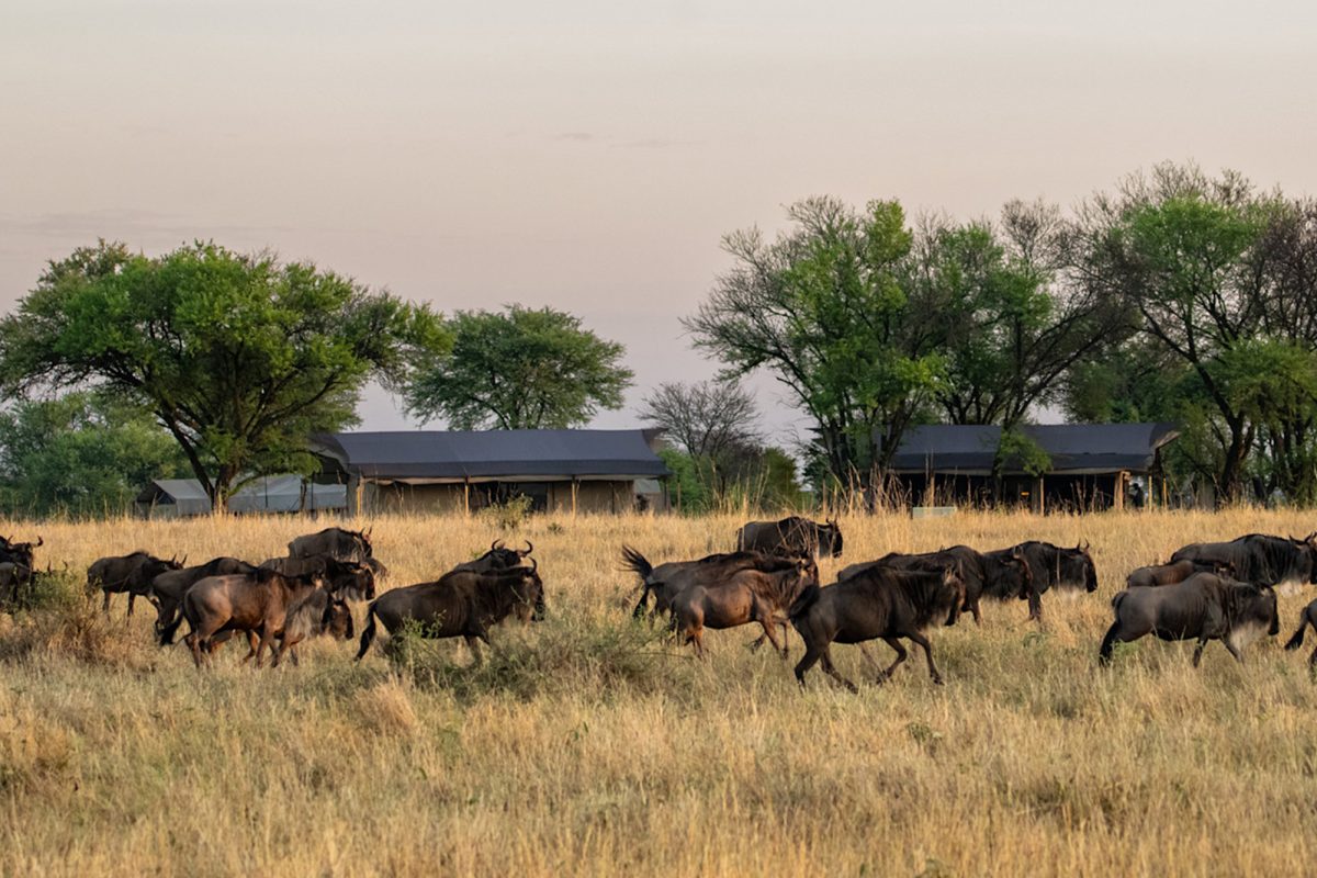 Journey of the Wildebeest - Mid-Range