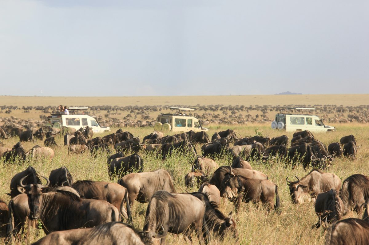 8 Days Kenya and Tanzania Safari