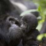 10 Days Kenya And Uganda Safaris