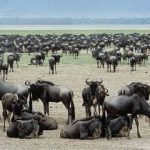 6-Day Great Migration Ndutu