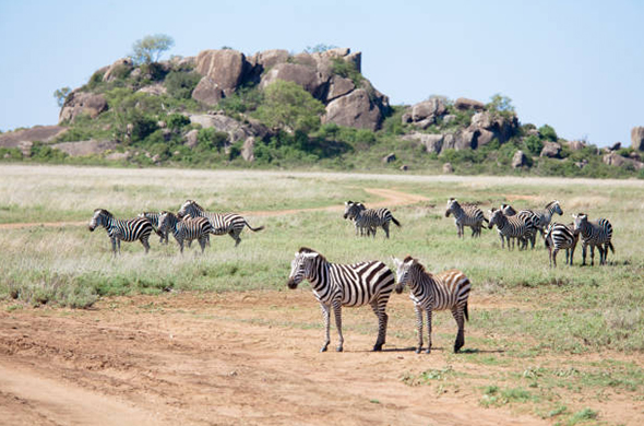 Kenya National Parks