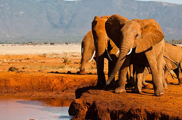 Kenya National Parks