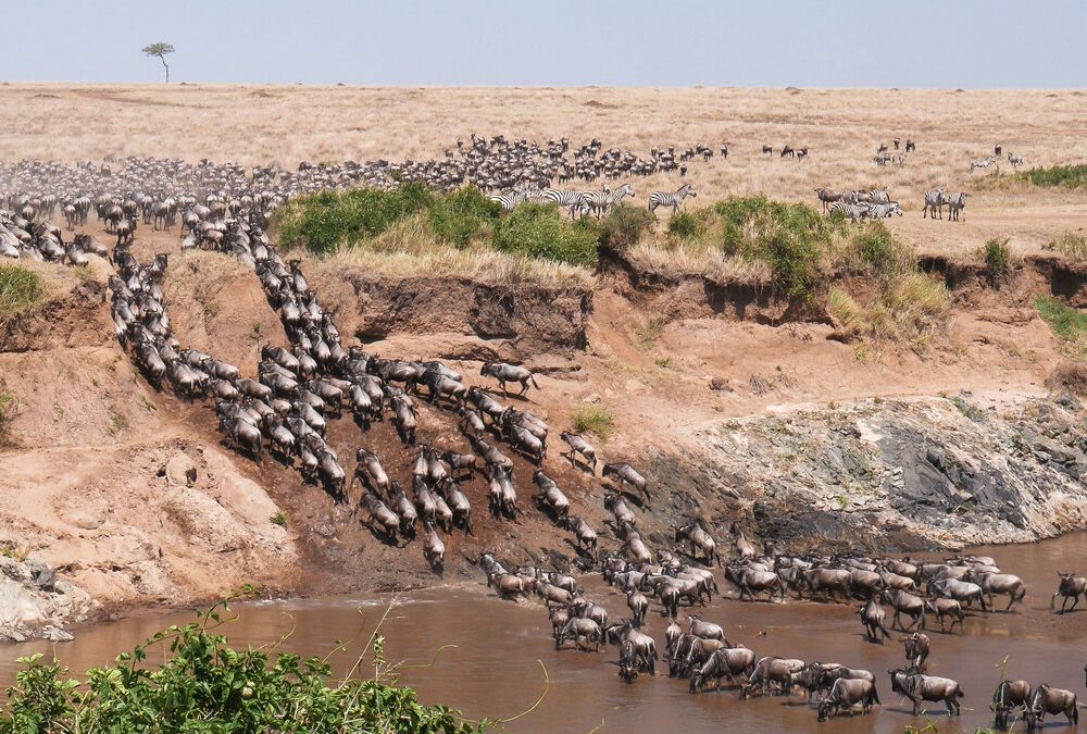 12 Day Kenya and Tanzania Wildlife