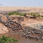 12 Day Kenya and Tanzania Wildlife