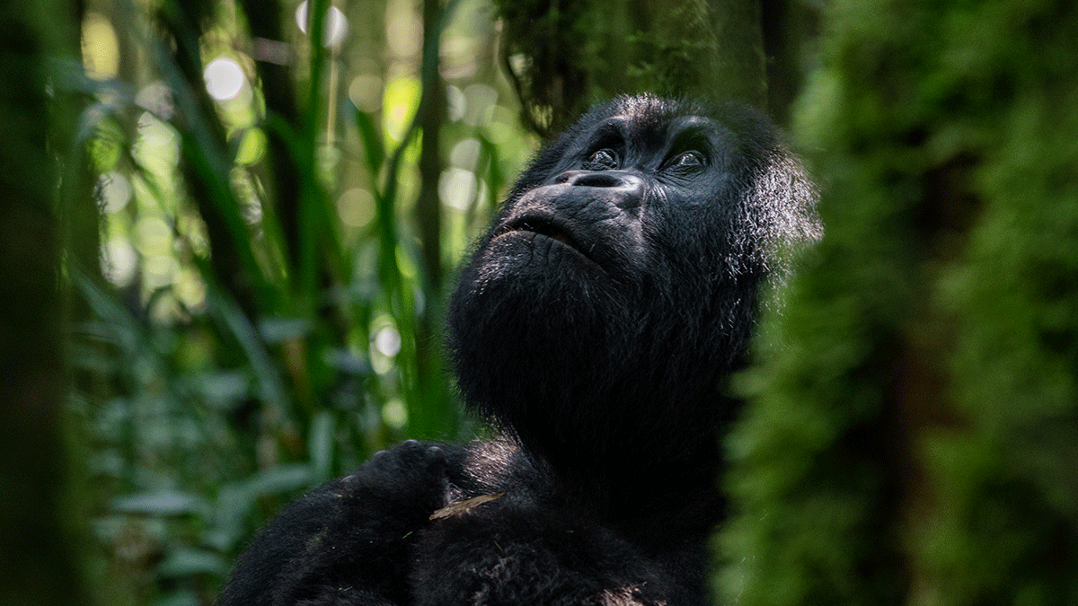 Gorillas in Volcanoes National Park