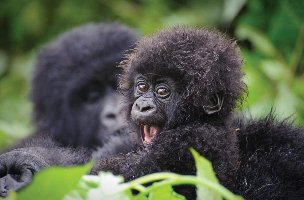 Best Time for Gorilla Trekking