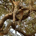 9-Day Tanzania Adventure Safari