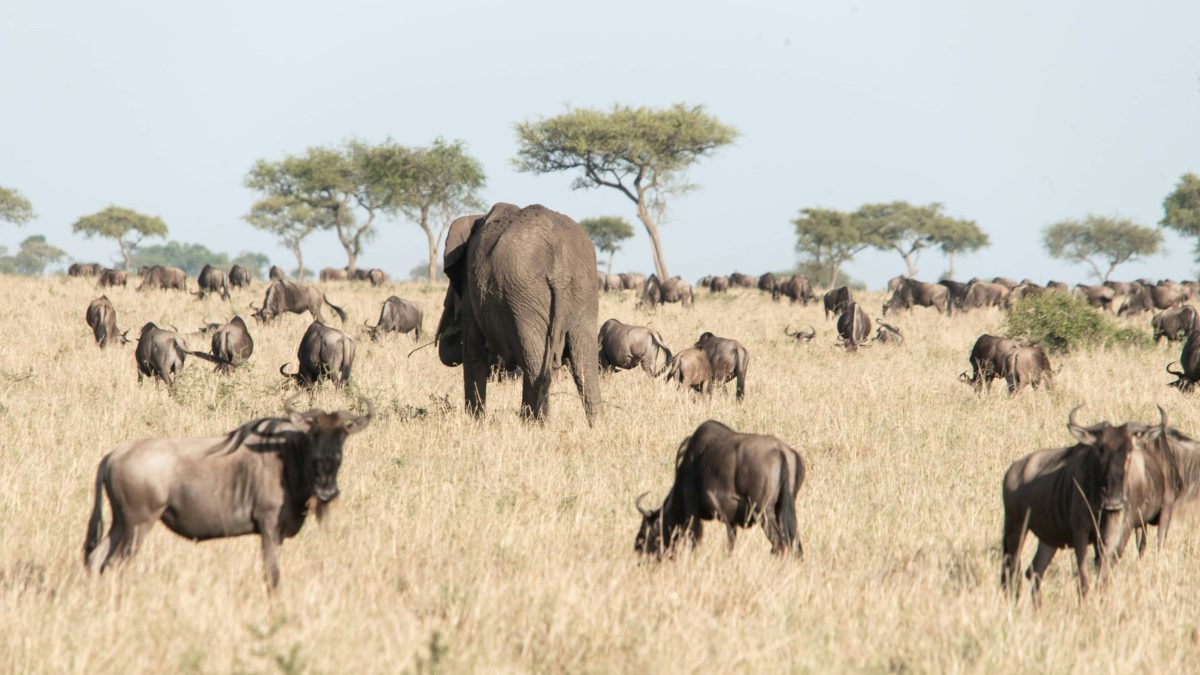 Which is better for Wildlife Safaris