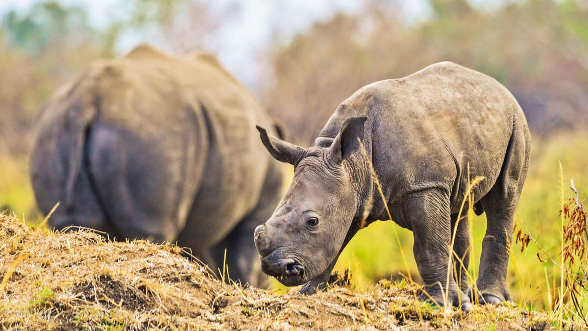Can I See the Big Five on One Safari Trip