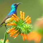 Birding in Lake Mburo National Park
