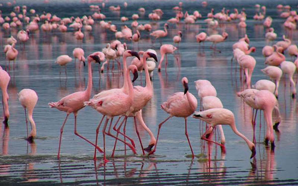 Birdwatching Safaris in Lake Naivasha