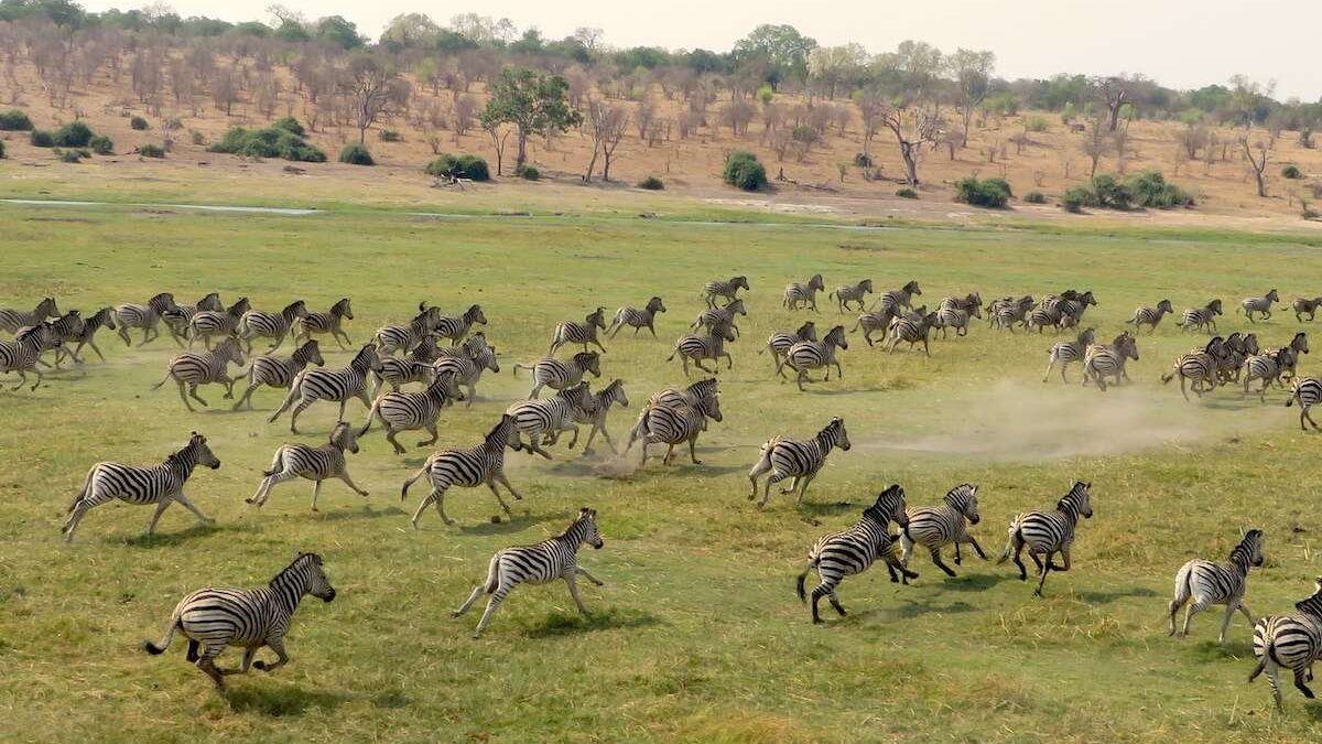 Botswana Zebra Migration