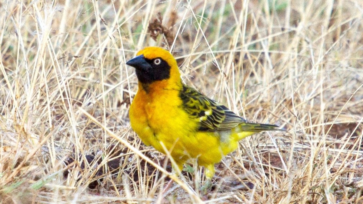 Birding at Lake Opeta and Bisina