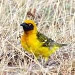 Birding at Lake Opeta and Bisina