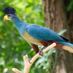 Birding in Bigodi Wetland Sanctuary