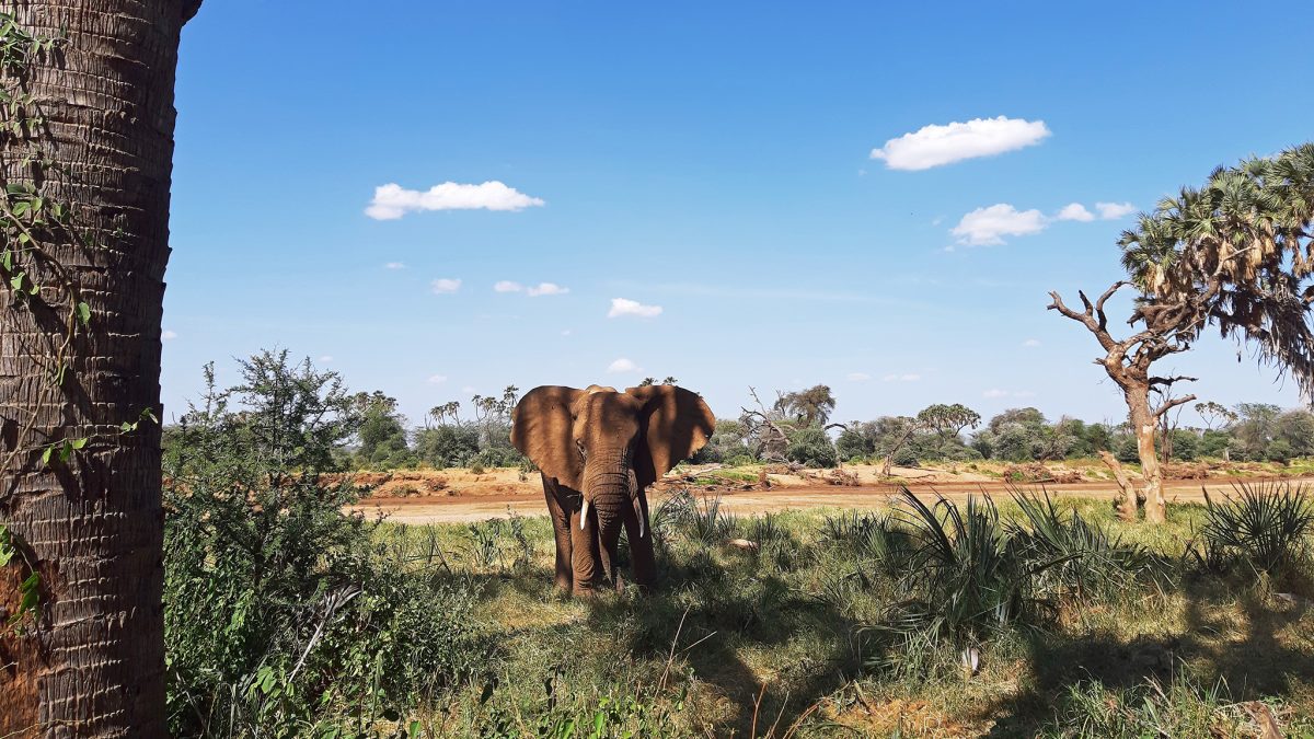 5 Days Samburu Wildlife Safari