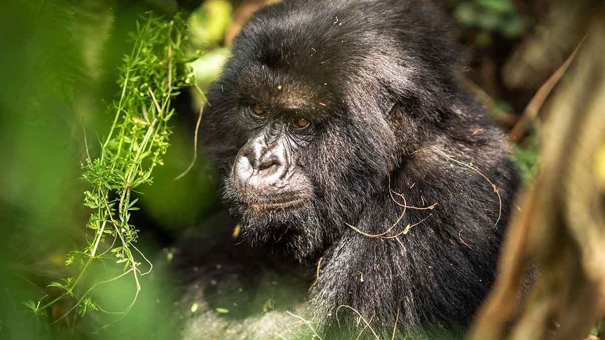 Gorilla Trekking Safari from Kalahari