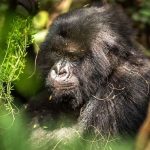 Gorilla Trekking Safari from Kalahari