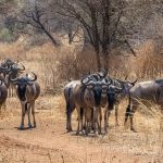 8-Day Serengeti Safari Tanzania